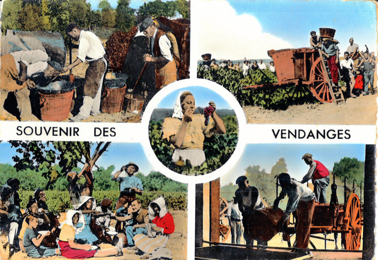 Carte postale vendanges