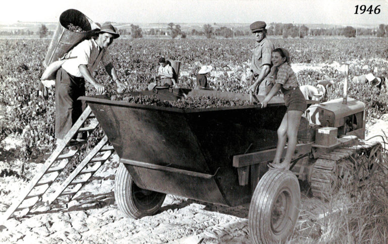 Vendanges 1946